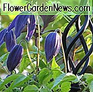 Clematis 'Markham's Pink', Clematis macropetala 'Markhams Pink', Atragaene Clematis, Gruppe 1 Clematis, Kleinblütige Clematis, rosa Clematis, Clematis Rebe, Clematis Plant, Flower Reben, Clematis Flower, Clematis Pruning