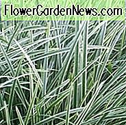 Carex 'Ice Dance', Japanische Segge 'Ice Dance', Morrows Sedge 'Ice Dance', Carex morrowii 'Eistanz', Variegated Sedge, Ziergräser,