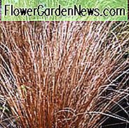 Carex buchananii, Leatherleaf Sedge, Carex 'Buchanni', Ziergräser, Ziergras, Ziergräser, Gräser, mehrjährige Gräser