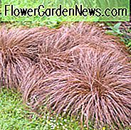 Carex Comans Bronze-Leaved, Bronze New Zealand Haarsege, Carex Comans 'Bronze Form', Carex Comans Braun, Carex Flagellifera 'Bronze Form', Carex 'Comans Bronze', Ziergräser, Ziergras, dekorative Gräser, Gräser, mehrjährige Gräser
