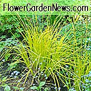 Carex Elata 'Aurea', Bowles 'Goldene Segge, Carex Stricta' Aurea ', Carex Elata' Bowles 'Golden', Carex Acuta 'Aurea', Carex Flava 'Aurea', Japanisches Seggengras, Variegated Tufted Sedge, Ziergräser, Ziergras, Dekorative Gräser, Gräser, per
