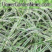 Carex morrowii 'Variegata', Segge 'Variegata', Japanische Segge 'Variegata', Morrow's Sedge 'Variegata', Bunte Segge, Ziergräser,