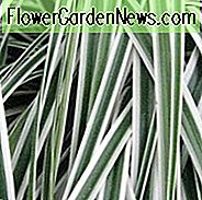 Carex Oshimensis 'Everest', Japanische Segge 'Everest', Carex oshimensis 'Fiwhite', Bunte Seggen, Ziergräser,