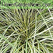 Carex Oshimensis 'Evergold', Sedge 'Evergold', Carex hachijoensis 'Evergold', Carex morrowii 'Evergold', Carex oshimensis 'Everbrite', Carex oshimensis 'Honeybird', Carex 'Evergold', Ziergräser,