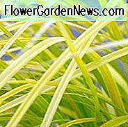 Carex Oshimensis 'Everillo', Japanische Segge 'Everillo', Immergrüne Segge, Immergrüne Japanische Segge, Ziergräser,