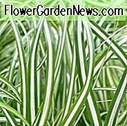 Carex Oshimensis 'Everlite', Japanische Segge 'Everlite', Variegated Sedges, Ziergräser, Immergrüne Seggen, Immergrüne Japanische Seggen, Hardy Sedges