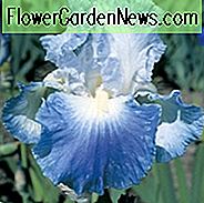 Iris Clarence wachsende Informationen, Schwertlilie Clarence wachsende Informationen, Iris Germanica Clarence, Reblooming Iris, duftenden Iris, Bicolor Iris, Award Iris, violette Iris, blaue Iris