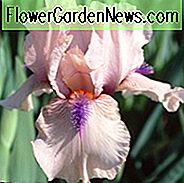 Iris Concertina wächst Informationen, Schwertlilie Concertina wächst Informationen, Iris Germanica Concertina, Reblooming Iris, Pink Iris, Award Iris, Intermediate Bearded Iris Concertina