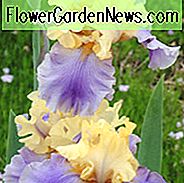 Iris 'Edith Wolford', Große Schwertlilie 'Edith Wolford', Iris Germanica 'Edith Wolford', Iris der mittleren Jahreszeit, Blaue Iris, Iris, Zweifarbige Schwertlilie, Gelbe Schwertlilie