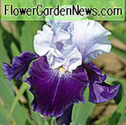 Iris 'Royal Storm', hohe Schwertlilie 'Royal Storm', Iris Germanica 'Royal Storm', Iris der mittleren Jahreszeit, violette Schwertlilien, Schwertlilien, zweifarbige Schwertlilien, weiße Schwertlilien