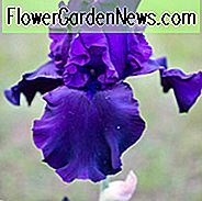 Iris 'Titan's Glory', Hohe Schwertlilie Titans Glory ', Iris Germanica Titan's Glory, Dunkle Schwertlilie, Iris-Schwertlilie, Lila Iris