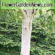 Betula utilis var. jacquemontii 'Grayswood Ghost', Himalaya Birke 'Grayswood Ghost', Betula utilis var. jacquemontii 'Grayswood', Baum mit Herbstfarbe, Herbstfarbe, Attraktiver Rindenbaum, Chinesische Weiße Birke,