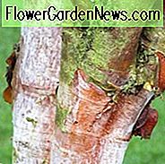 Betula albosinensis var. septentrionalis, Chinesische Rote Birke, Baum mit Herbstfarbe, Herbstfarbe, Attraktiver Rindenbaum, Chinesische Rote Birke, Rote Rinde