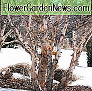 Betula nigra, Flussbirke, schwarze Birke, Baum mit Herbstfarbe, Herbstfarbe, Attraktive Rinde Baum