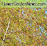 Betula pendula, Silber Birke, Bett Wen, Birk Baum, gemeinsame Birke, Europäische Weiße Birke, Lady Birch, Dame des Waldes, Warty Birke, Weinende Birke, Baum mit Herbstfarbe, Herbstfarbe, Attraktive Rinde Baum, weiße Birke,