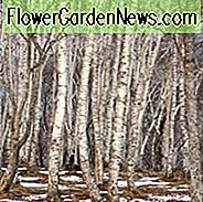 Betula platyphylla, Japanische Weiße Birke, Baum mit Herbstfarbe, Herbstfarbe, Attraktive Baumrinde, weiße Birke,