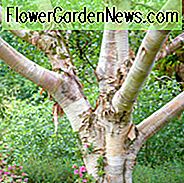 Betula Utilis var. Jacquemontii, Himalaya-Birke, West-Himalaya-Birke, Kaschmir-Birke, Baum mit Herbstfarbe, Herbstfarbe, attraktive Rinde Baum