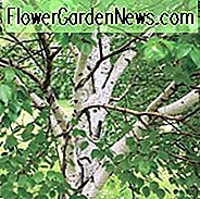 Betula 'White Satin', Birke 'White Satin', Birke 'Madison', Betula 'Madison', Betula utilis 'White Satin', Betula utilis 'Madison', Baum mit Herbstfarbe, Herbstfarbe, Attraktive Rinde Baum