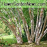 Betula ermanii 'Grayswood Hill', Birke 'Grayswood Hill', Erman's Birke 'Grayswood Hill', Baum mit Herbstfarbe, Herbstfarbe, Attraktiver Rindenbaum, Chinesische Weiße Birke, Goldbirke 'Grayswood Hill'