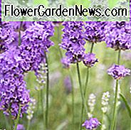 Lavendel Lavenite Petite, lavandula angustifolia Lavenite Petite, englischer Lavendel 'Lavenite Petite', Lavandula 'Lavenite Petite', violette Blüten, trockentolerante Pflanze, hirschresistente Pflanzen, duftende Blüten