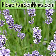 Lavender Munstead, Lavandula angustifolia Munstead, englischer Lavendel 'Munstead', Lavandula 'Munstead', violette Blüten, trockentolerante Pflanze, hirschresistente Pflanzen, duftende Blüten
