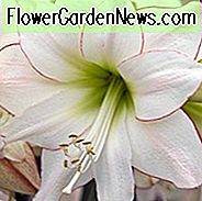 Amaryllis Picotee, Amarylis-Lampen, Hippeastrum Picotee, Hippeastrum-Lampen