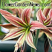 Amaryllis Rio Negro, 'Rio Negro' Amaryllis, Amarylis Zwiebeln, Hippeastrum Rio Negro, Hippeastrum Zwiebeln