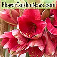 Amaryllis Hercules, Amarylis Glühbirnen, Hippeastrum Hercules, Hippeastrum Glühbirnen