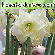 Amaryllis-Juwel, Amarylis-Birnen, Hippeastrum-Juwel, Hippeastrum-Birnen
