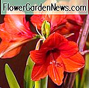 Amaryllis-Orangen-Souverän, Amarylis-Birnen, Hippeastrum-Orangen-Souverän, Hippeastrum-Birnen, Amaryllis-Orangen-Souverän, Hippeastrum-Orangen-Sovereign