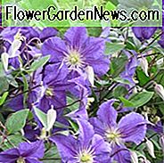 Clematis 'Wisley', Clematis Viticella 'Wisley', Clematis 'Evipo001', Gruppe 3 Clematis, Purpur Clematis, Purple Blumen, Purple Vines