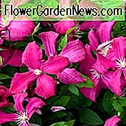 Clematis 'Abundance', Clematis Viticella 'Abundance', Gruppe 3 Clematis, rote Clematis, rote Blüten, rote Reben