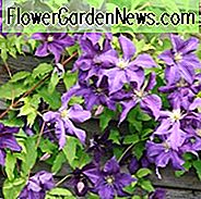 Clematis 'Aotearoa', Großblumige Clematis 'Aotearoa', Gruppe 3 Clematis, Purpur Clematis, Clematis Rebe, Clematis Plant, Blumen Reben, Clematis Flower, Clematis Pruning