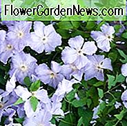 Clematis 'Blauer Engel', Clematis 'Blauer Engel', Clematis Viticella 'Blekitny Aniol', Clematis 'Blekitny Aniol', Gruppe 3 Clematis, Purpur Clematis, blaue Clematis