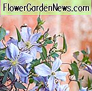 Clematis 'Emilia Plater', Clematis Viticella 'Emilia Plater', Gruppe 3 Clematis, lila Clematis, blaue Clematis, Lavendel Clematis, Viticella Clematis