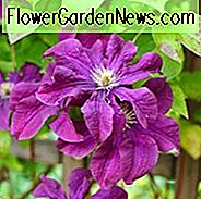 Clematis 'Etoile Violette', Clematis Viticella 'Etoile Violette', Clematis 'Etoile Violette', Clematis 'Violet Star', Clematis 'Fantasy', Clematis 'Etoile de Violette', Gruppe 3 Clematis, violette Clematis, Clematis Vine, Clematis Plant, Blumen Reben