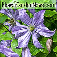Clematis 'Prinz Charles', blaue Clematis, Clematis der Gruppe 3, AGM Clematis, groß-Flowered Clematis, purpurroter Clematis, Clematis-Rebe, Clematis-Anlage, Blumen-Reben, Clematis-Blume, Clematis-Beschneidung