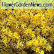 Forsythie 'Happy Centennial', gelbe Blüten, Winterblumen, frühe Frühlingsblumen, blühende Sträucher, winterharte Sträucher
