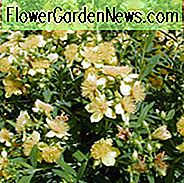 Hypericum Kalmianum, Kalm Johanniskraut, immergrüner Strauch, gelbe Blüten, Hypericum, Johanniskraut