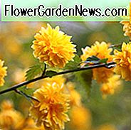 Kerria japonica 'Pleniflora', japanische Kerria, Junggesellenknöpfe, doppeltblütige japanische Rose, japanische Rose 'Pleniflora', Jüdische Malve, Kerria japonica 'Flore Pleno', Kerria japonica 'Plena', blühender Strauch, gelbe Blüten