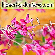 Lespedeza thunbergii, Busch-Klee, Thunberg Lespedeza, Thunberg-Busch-Klee, laubabwerfender Strauch, rosa Blumen, purpurrote Blumen, blühender Strauch