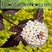 Physocarpus Opulifolius 'Diabolo', Ninebark 'Diabolo', Ninebark 'Monlo', Ninebark 'Diablo', Physocarpus Opulifolius 'Monlo', Physocarpus Opulifolius 'Diablo', Sträucher mit dunklem Laub, Sträucher mit schwarzem Laub, schälende Rinde
