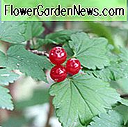 Ribes alpinum, AAlpine Johannisbeere, Berg Johannisbeere, Strauch mit Herbstfarbe, Herbstfarbe, Strauch mit Beeren