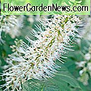 Aesculus Parviflora, Bottlebrush Rosskastanie, Zwerg Rosskastanie, Zwerg Rosskastanie, Weiße Blumen, Schattenpflanze, Pflanzen für Schatten,