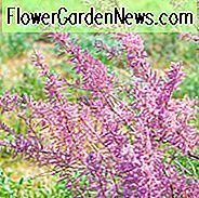 Tamarix ramosissima, Tamariske, Saltcedar, Salz-Zeder, Fünf-Staubblatt Tamarix, blühender Strauch, rosafarbene Blumen