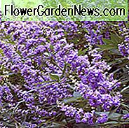 Vitex Agnus-Castus 'Shoal Creek', Mönchspfefferbaum 'Shoal Creek', Mönchspfefferbaum 'Shoal Creek', Hanfbaum 'Shoal Creek', Mönchspfeffer 'Shoal Creek', Flieder Chastetree 'Shoal Creek', duftender Strauch