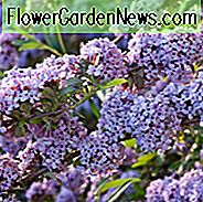 Buddleja alternifolia, Altern-Leaved Butterfly Bush, Brunnen-Schmetterlings-Bush, weinender Schmetterlings-Bush, laubwechselnder Strauch, lila Blumen, purpurrote Blumen, wohlriechender Strauch