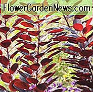 Cotinus Coggygria, Cotinus, Smokebush, Smoketree, Eurasischer Rauchbusen, Rauchbusch, Rauchbaum, Laubgehölze, Laub, Herbstfarbe