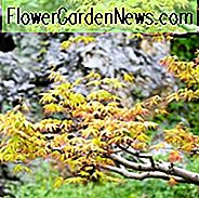 Acer palmatum, Acer palmatum dissectum, Acer shirasawanum, plantcombinaties, voorjaarscombinaties, zomercombinaties, herfstcombinaties