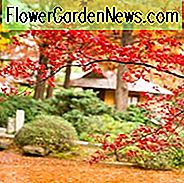 Acer palmatum, Acer palmatum dissectum, Acer shirasawanum, plantcombinaties, voorjaarscombinaties, zomercombinaties, herfstcombinaties